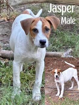 Jasper -  Jack Russell Terrier Dog for Adoption in Manchester, Connecticut - Jasper | PetCurious