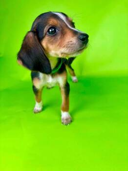 Grease Litter - Marty -  English Springer Spaniel and Beagle Dog for Adoption in Oswego, South Carolina - Grease Litter - Marty | PetCurious