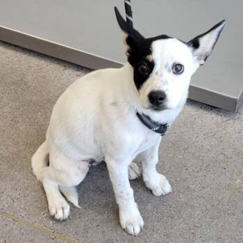 108881 -  Mixed Breed Dog for Adoption in Las Cruces, New Mexico - 108881 | PetCurious