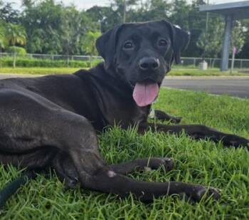 Terrier and Mixed Breed Dogs Available for Adoption in Honolulu, Hawaii - Poppy | PetCurious