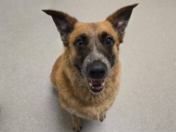 MS. LULU BANZAI -  Australian Cattle Dog Blue Heeler and German Shepherd Dog Dog for Adoption in Auburn, California - MS. LULU BANZAI | PetCurious