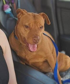 Sydney $475 -  Labrador Retriever and Pit Bull Terrier Dog for Adoption in West Milwaukee, Wisconsin - Sydney $475 | PetCurious