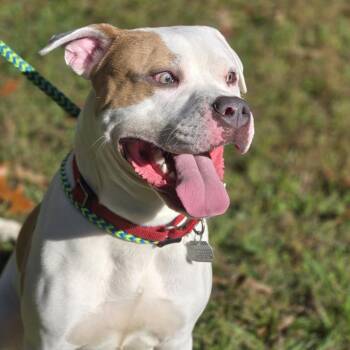 Hambone -  Mixed Breed Dog for Adoption in Chattanooga, Tennessee - Hambone | PetCurious