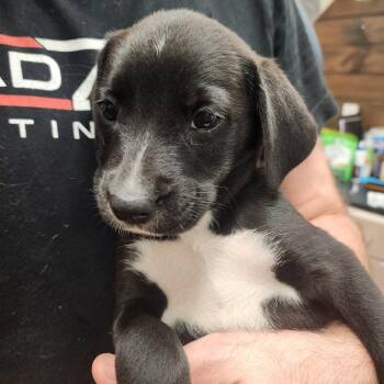 Creole -  Mixed Breed Dog for Adoption in Evensville, Tennessee - Creole | PetCurious