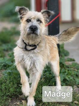 Rescue German Wirehaired Pointer Dogs for Adoption in Walthill, Nebraska - Madge | PetCurious