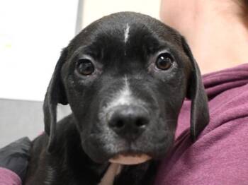 Pit Bull Terrier Dogs Available for Adoption in Portland, Oregon - Levi | PetCurious