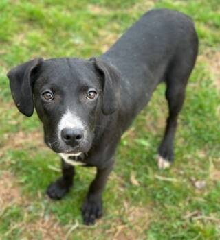 Rescue Hound and Mixed Breed Dogs for Adoption in Malvern, Pennsylvania - Creek | PetCurious