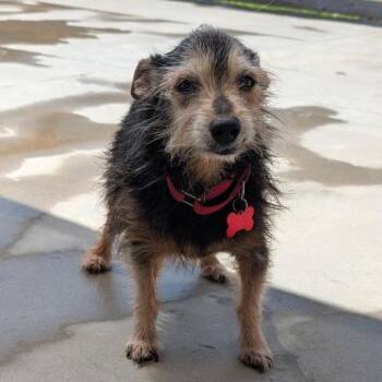 Cricket -  Terrier and Mixed Breed Dog for Adoption in Freeport, Florida - Cricket | PetCurious