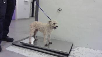 Poodle and Mixed Breed Dogs Available for Adoption - RAMBO | PetCurious