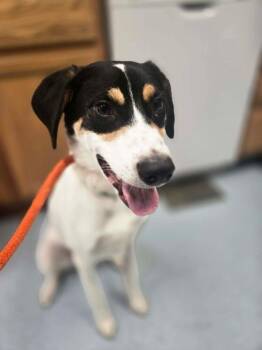 Pepper -  Australian Shepherd Dog for Adoption in Irwin, Pennsylvania - Pepper | PetCurious
