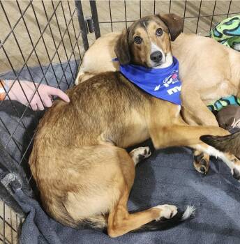 Sleepy -  Greyhound and Smooth Collie Dog for Adoption in Wheelersburg, Ohio - Sleepy | PetCurious