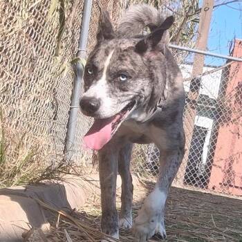 Catahoula Leopard Dog and Mixed Breed Dogs Available for Adoption - Billy Boy | PetCurious