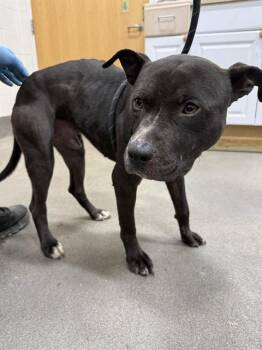 Pit Bull Terrier Dogs Available for Adoption - DAN | PetCurious