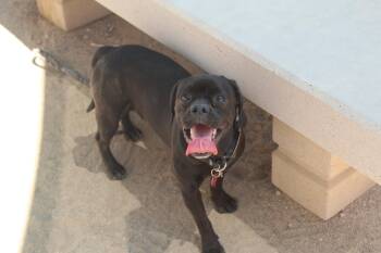 Rescue Bulldog Dogs for Adoption in Yucca Valley, California - Smith | PetCurious
