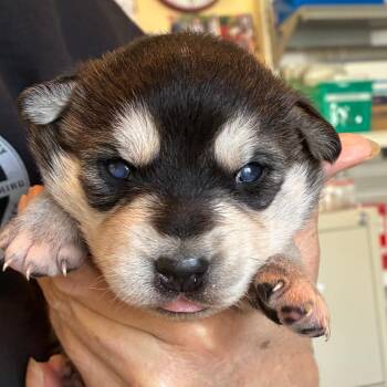 Shepherd and Mixed Breed Dogs Available for Adoption in Richmond, California - TATIANA | PetCurious