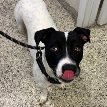 Jazzy -  Jack Russell Terrier and Mixed Breed Dog for Adoption in Clearwater, Florida - Jazzy | PetCurious