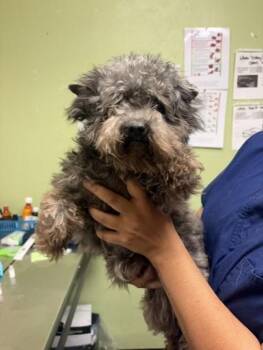 Luna -  Maltese and Poodle Dog Available for Adoption in Roseville, California - Luna | PetCurious