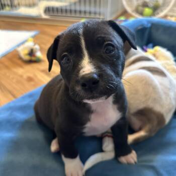 American Staffordshire Terrier and Boston Terrier Dogs Available for Adoption in Mt. Juliet, Tennessee - Queen Elizabeth “London’s Royal Litter” | PetCurious