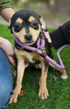 Chihuahua and Terrier Dogs Available for Adoption - Janet Lonestar | PetCurious