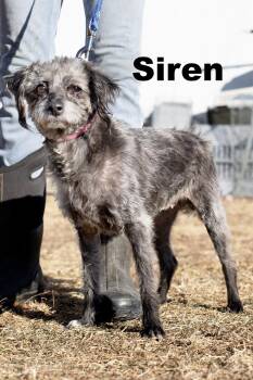 Mixed Breed Dogs Available for Adoption - Siren | PetCurious