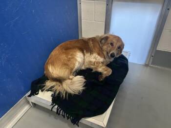 Australian Shepherd and Mixed Breed Dogs Available for Adoption - A252363 | PetCurious