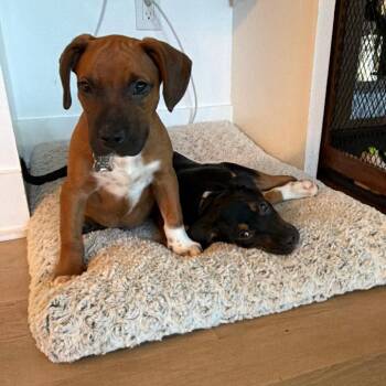 Astronomy Pup: Armstrong -  Beagle and Mixed Breed Dog for Adoption in Falls Church, Virginia - Astronomy Pup: Armstrong | PetCurious