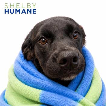 Nova -  Mixed Breed Dog for Adoption in Columbiana, Alabama - Nova | PetCurious