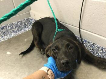 Labrador Retriever and Mixed Breed Dogs Available for Adoption - JACOB | PetCurious