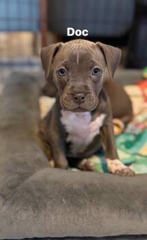 Pit Bull Terrier Dogs Available for Adoption - Doc | PetCurious