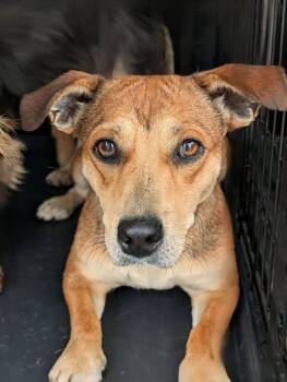 Dachshund and Terrier Dogs Available for Adoption in Baton Rouge, Louisiana - Dana | PetCurious