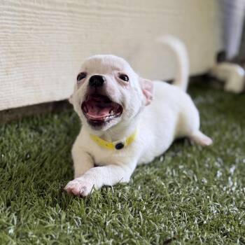 LOTTIE -  Chihuahua Dog for Adoption in West Palm Beach, Florida - LOTTIE | PetCurious