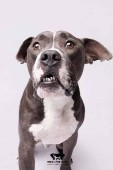 Mutley PKA Donald (CP) -  Pit Bull Terrier Dog for Adoption in Dallas, Texas - Mutley PKA Donald (CP) | PetCurious