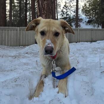 Arielle -  Retriever and Mixed Breed Dog for Adoption in Incline Village, Nevada - Arielle | PetCurious
