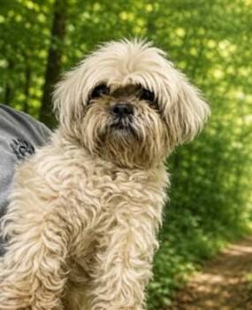Shih Tzu Dogs Available for Adoption in Doral, Florida - PAPI | PetCurious