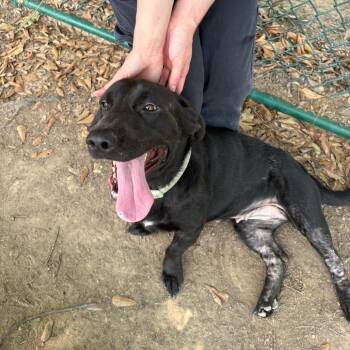 Marisol A.K.A Mari  26-087 -  Black Labrador Retriever and Basset Hound Dog for Adoption in Little Rock, Arkansas - Marisol A.K.A Mari  26-087 | PetCurious