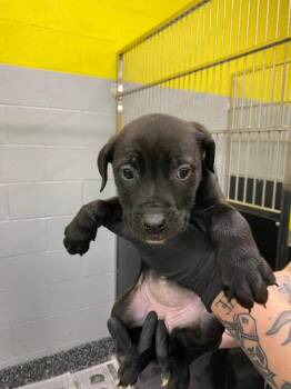 Linda -  Mixed Breed Dog for Adoption in Jackson, Tennessee - Linda | PetCurious