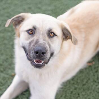 Ziggy -  Anatolian Shepherd and Mixed Breed Dog for Adoption in Abilene, Texas - Ziggy | PetCurious