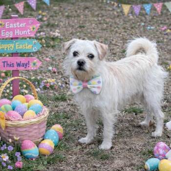 Terrier Dogs Available for Adoption - MAX | PetCurious