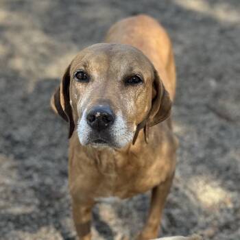 Labrador Retriever Dogs Available for Adoption in Columbia, South Carolina - Angel | PetCurious