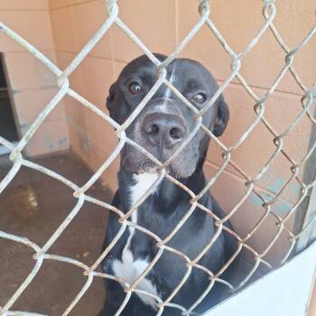 Rescue Pit Bull Terrier Dogs for Adoption in Gautier, Mississippi - Sheldon | PetCurious