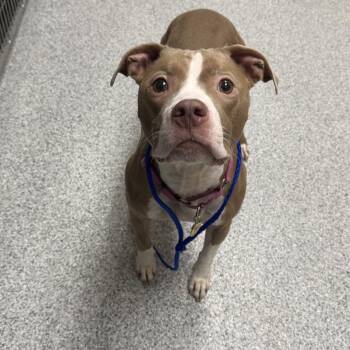 Jovie -  Pit Bull Terrier Dog for Adoption in Grand Rapids, Michigan - Jovie | PetCurious