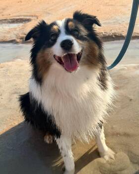 Carter -  Australian Shepherd Dog for Adoption in New Smyrna Beach, Florida - Carter | PetCurious