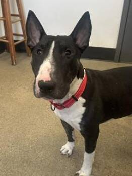 Gorgon -  Bull Terrier Dog for Adoption in Cleveland, Ohio - Gorgon | PetCurious