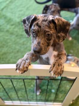 Hound and Catahoula Leopard Dog Dogs Available for Adoption - Mint | PetCurious