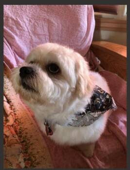 TEDDY -  Shih Tzu and Bichon Frise Dog for Adoption in Eden Prairie, Minnesota - TEDDY | PetCurious