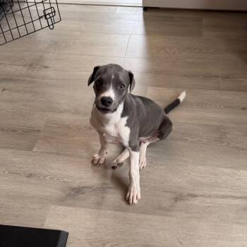 Arnold -  Chihuahua and Pit Bull Terrier Dog for Adoption in Southside, Tennessee - Arnold | PetCurious