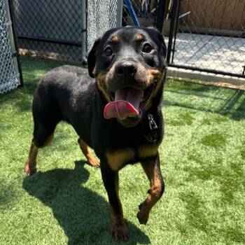 Java -  Rottweiler and Mixed Breed Dog for Adoption in Naperville, Illinois - Java | PetCurious