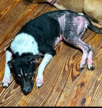 Rescue Mixed Breed Dogs for Adoption in Waynesboro, Tennessee - Penny | PetCurious