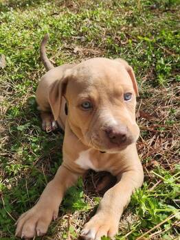 American Staffordshire Terrier Dogs Available for Adoption - Malcom | PetCurious