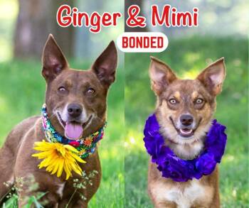 Mimi -  Corgi Dog for Adoption in Coatesville, Pennsylvania - Mimi | PetCurious